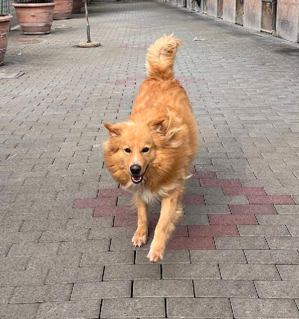 DIOR CAGNOLINO FULVO Foto 6